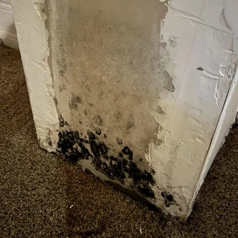 Professional Mold Removal in Jasper, GA